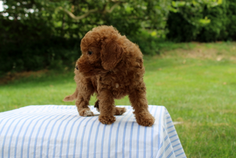 puppy, for, sale, Mini Goldendoodle F1B, Matthew B. Stoltzfus, dog, breeder, Gap, PA, dog-breeder, puppy-for-sale, forsale, nearby, find, puppyfind, locator, puppylocator, aca
